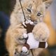 Illustration for article titled ZOMG LITTLE BABY LYNX!